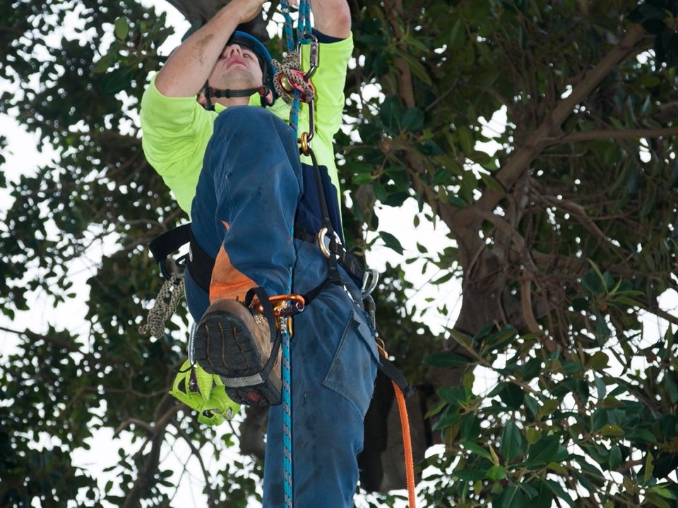 Qualified arborist working in a mature tree during a property survey in Perth and Kinross