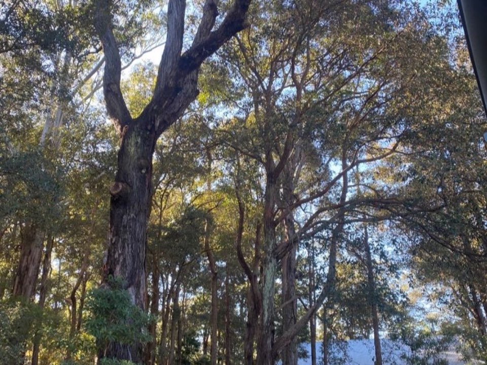 Mature trees in a Perth and Kinross parkland setting due for routine re-inspection
